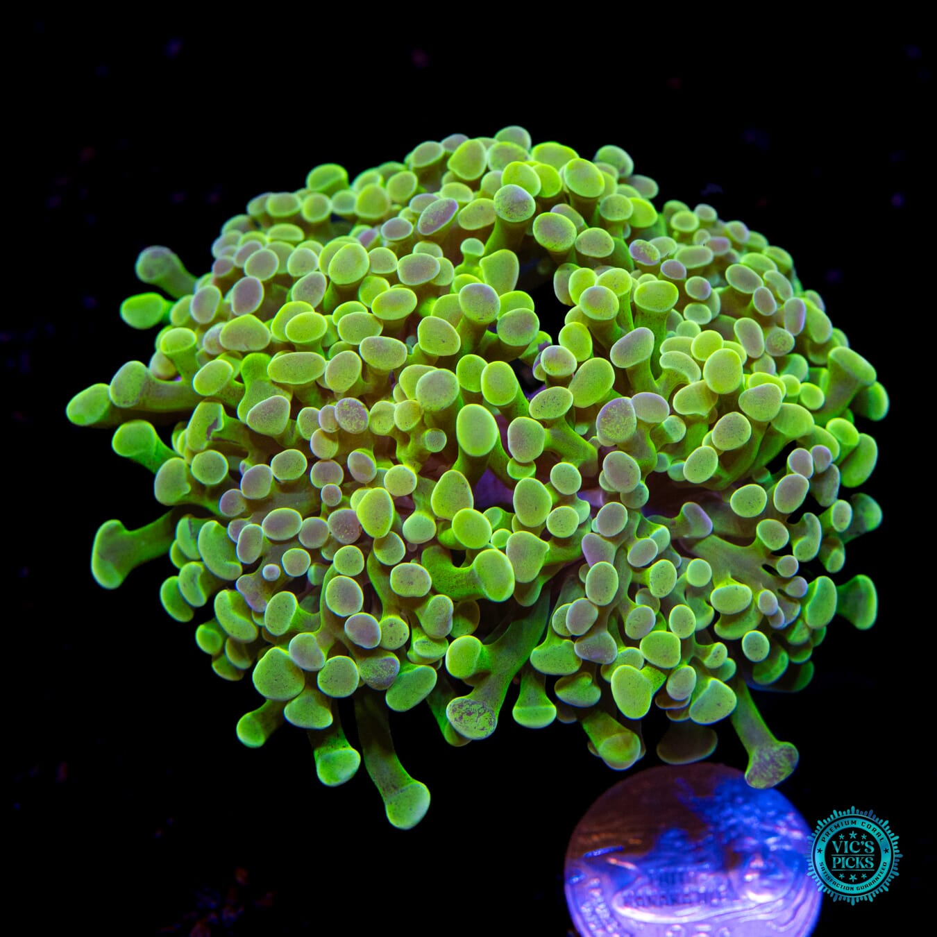 WWC Sunrise Branching Hammer - Actinic Photo