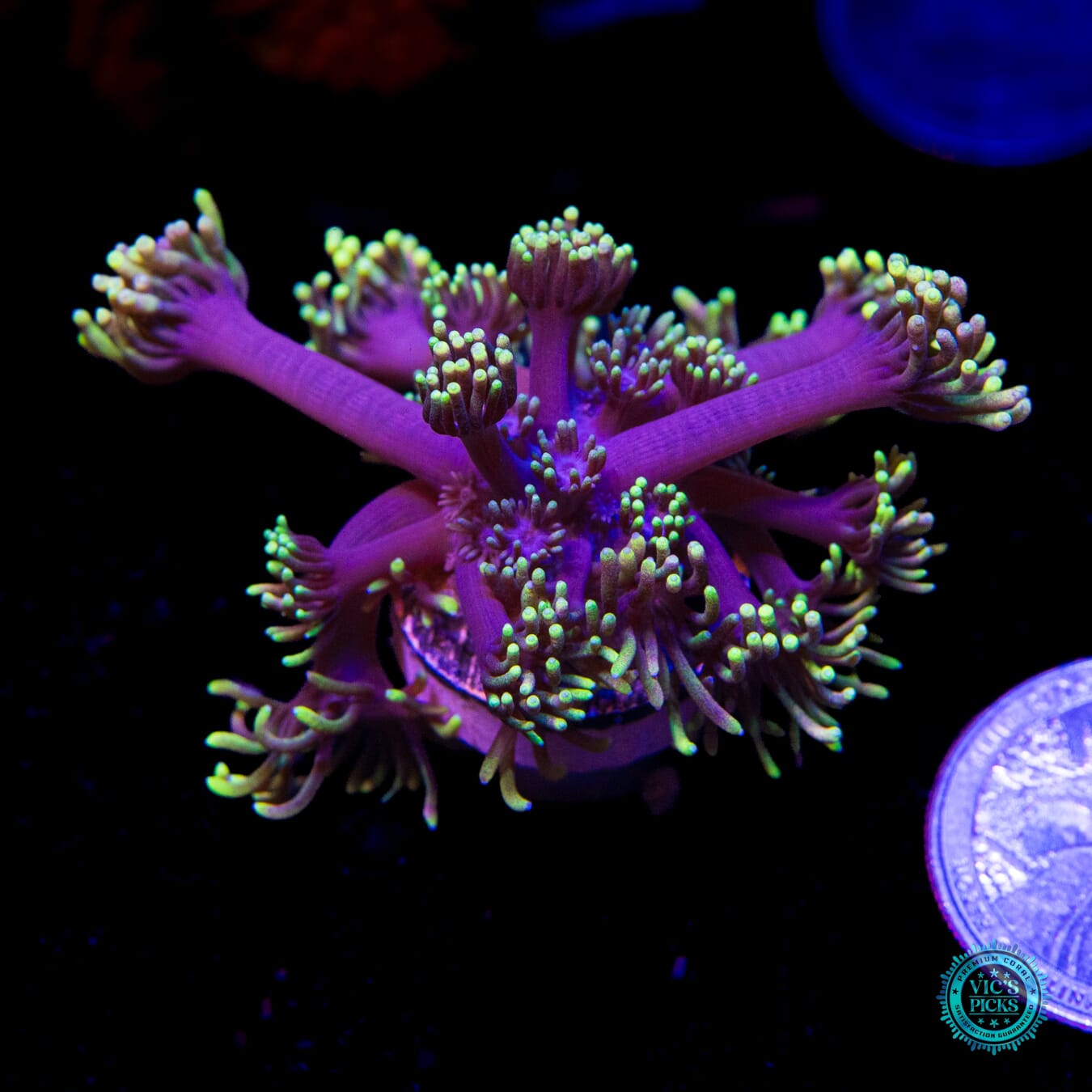 WWC Sunflower Goniopora - Actinic Photo