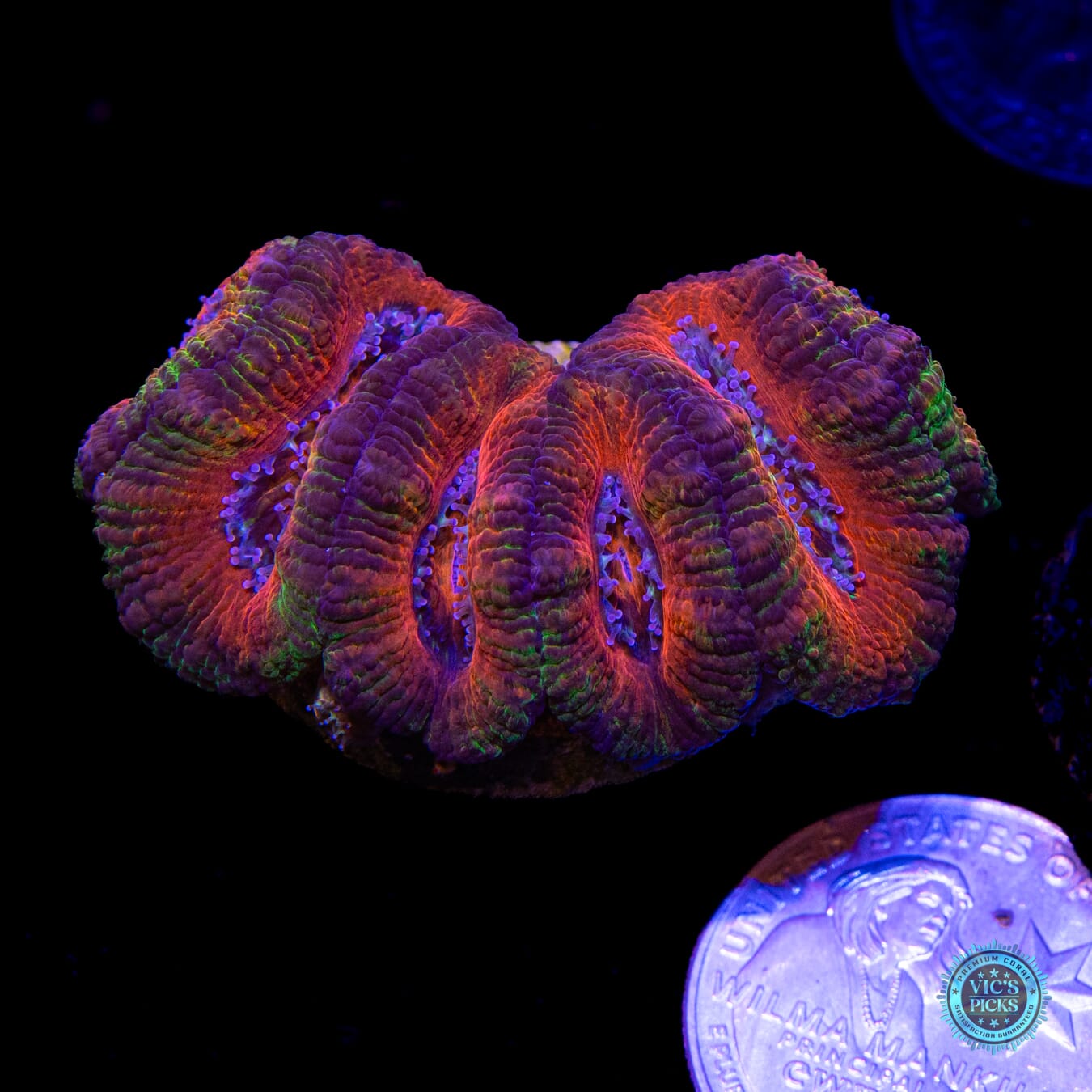 Fairy Tales Aussie Lord - Actinic Photo