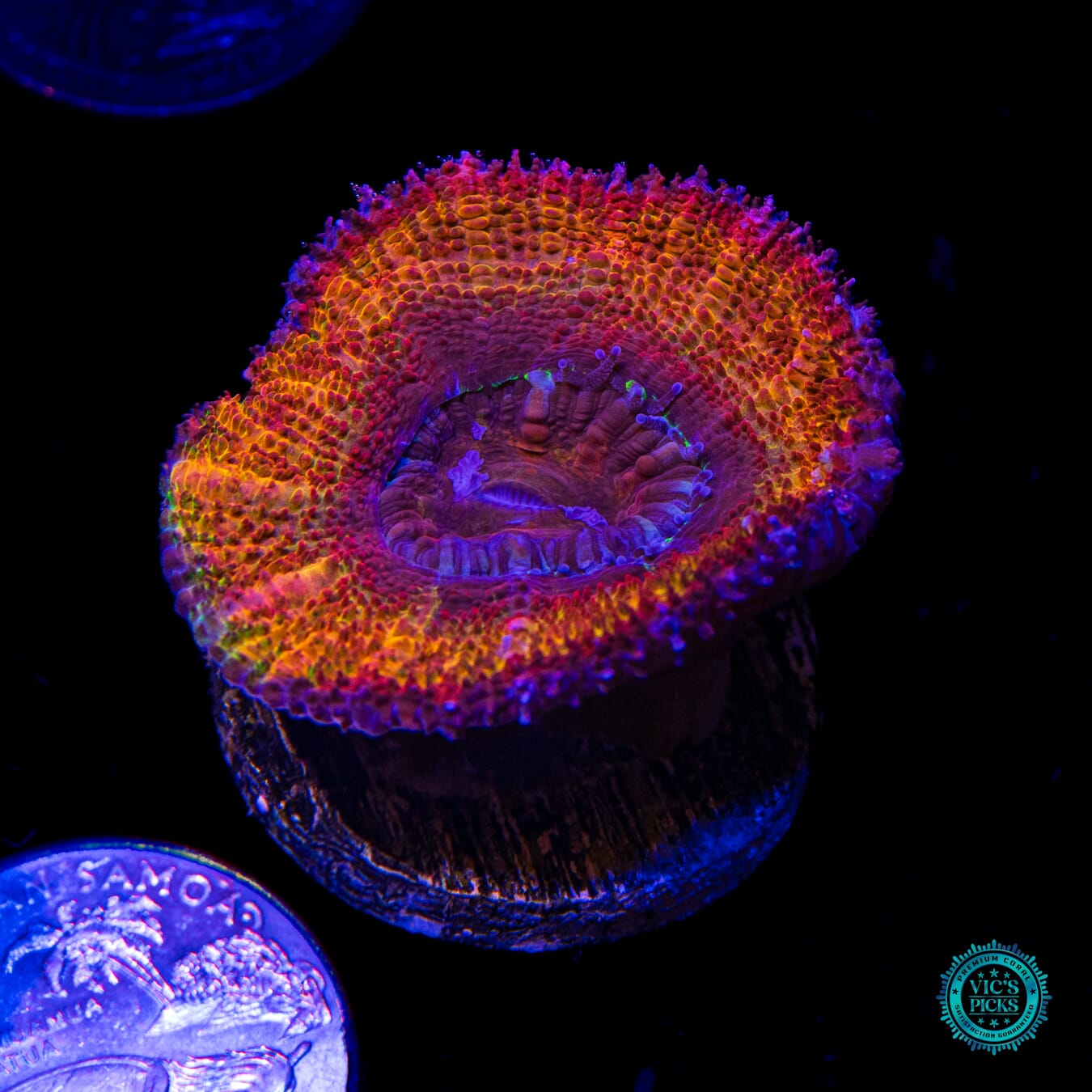 WWC Solar Flare Aussie Lord - Actinic Photo