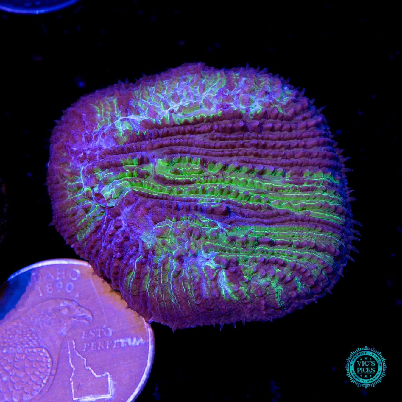 WWC Treefrog Aquacultured Tongue - Actinic Photo