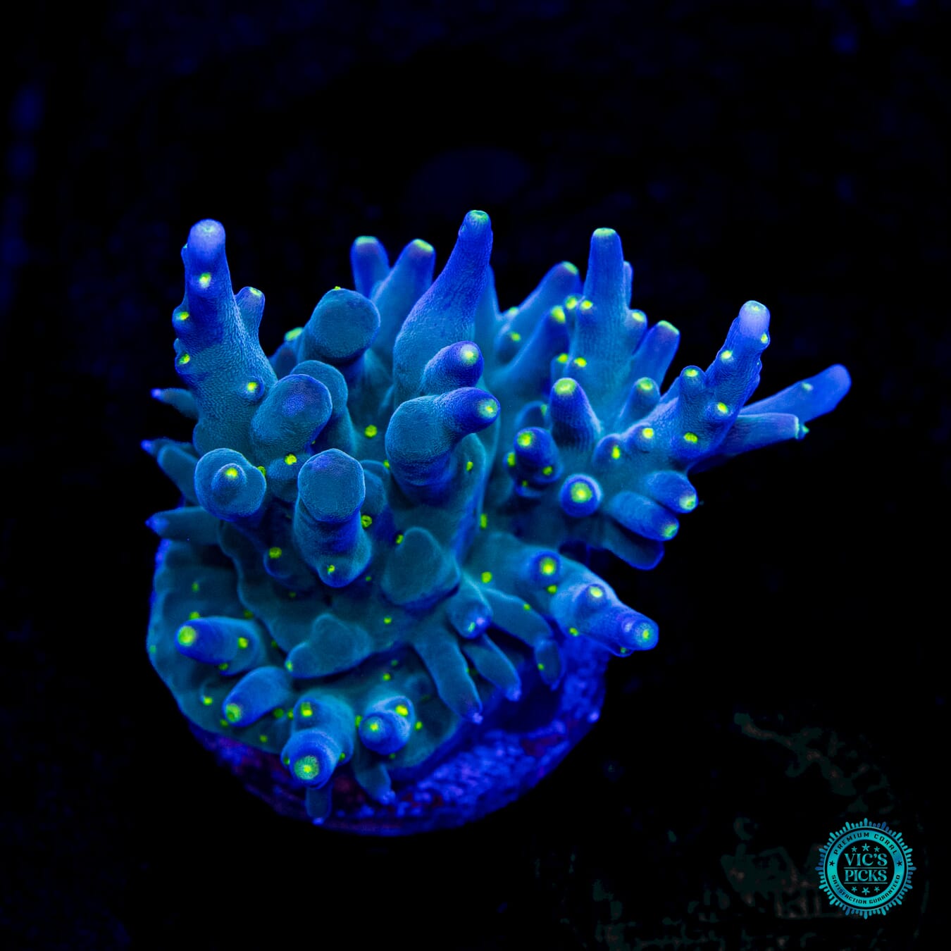 WWC Thunder Struck Acropora - Daylight Photo