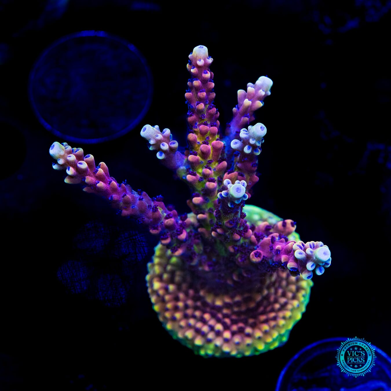 Pink Cadillac Acropora - Daylight Photo