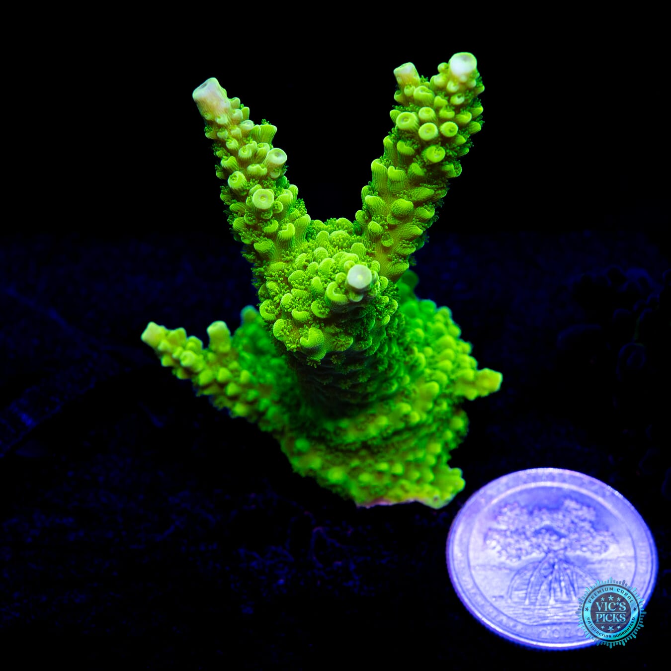 Green Slimer Acropora - Actinic Photo