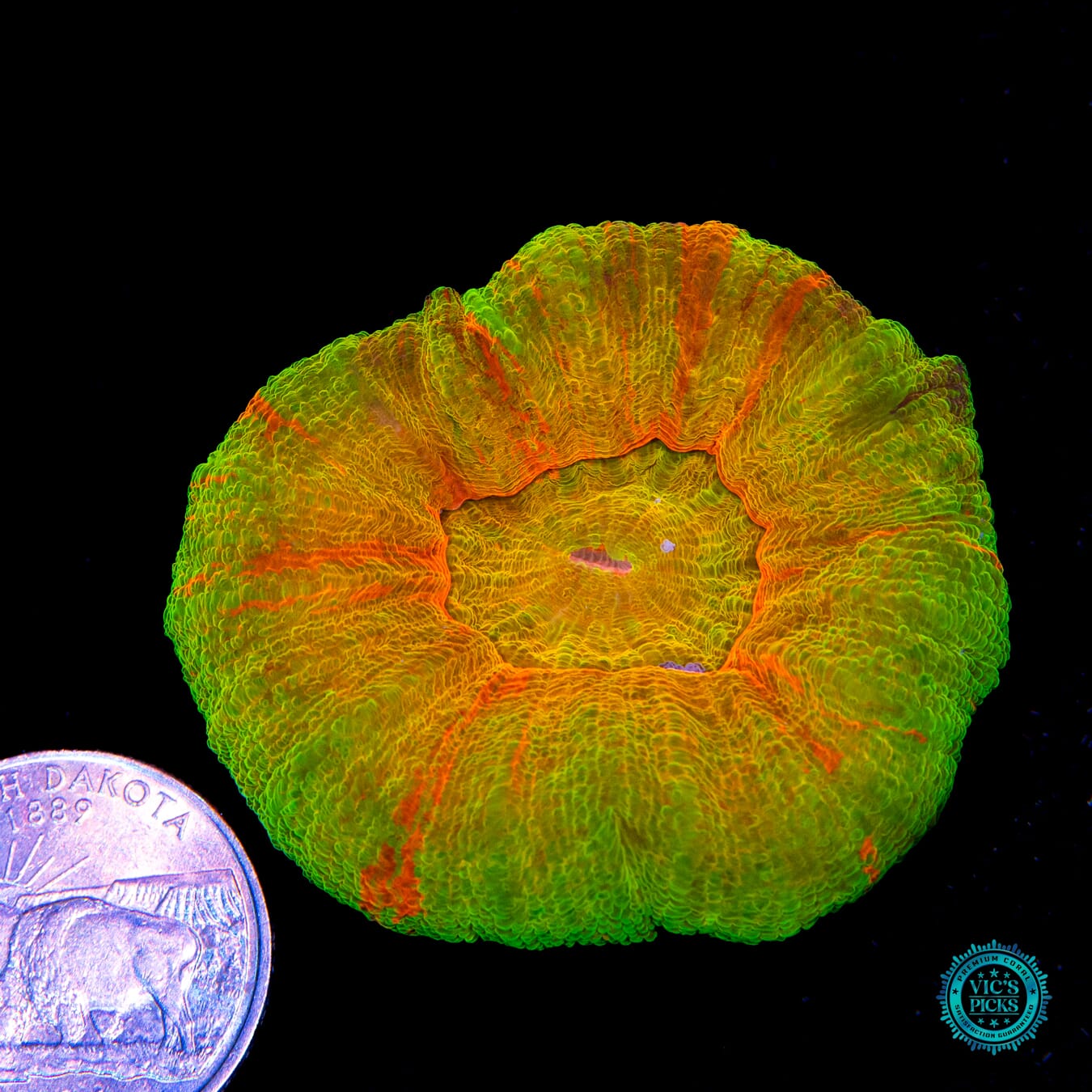 Plundered Treasure Scolymia - Actinic Photo