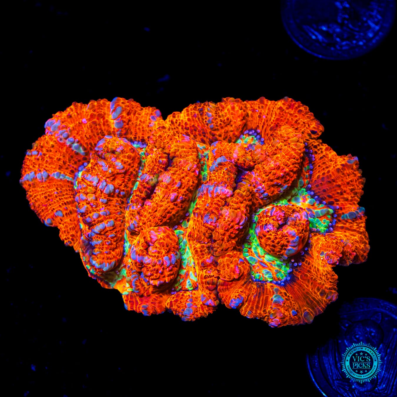 Tiger on Fire Symphyllia Wilsoni - Daylight Photo