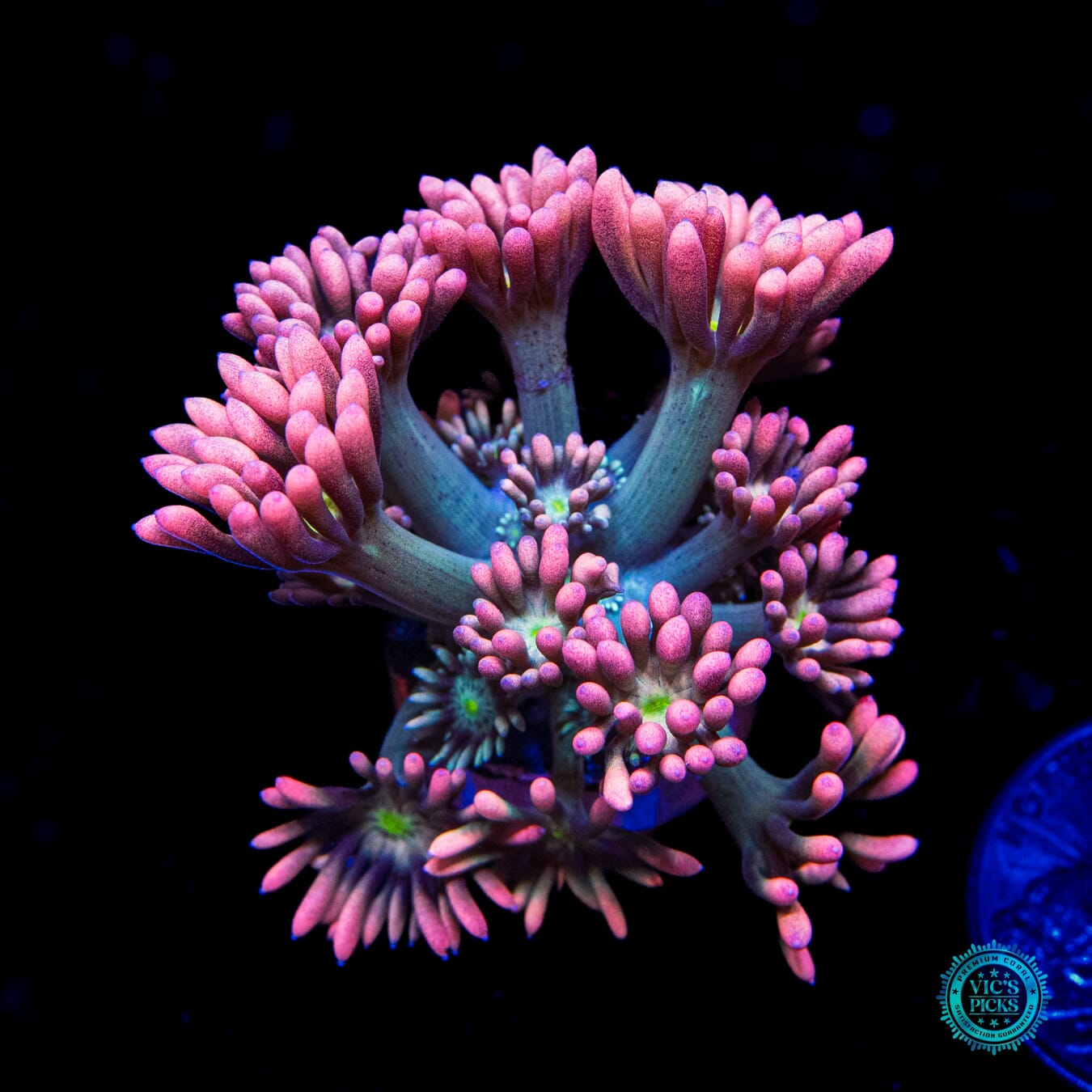 WWC Bay Watch Goniopora - Daylight Photo