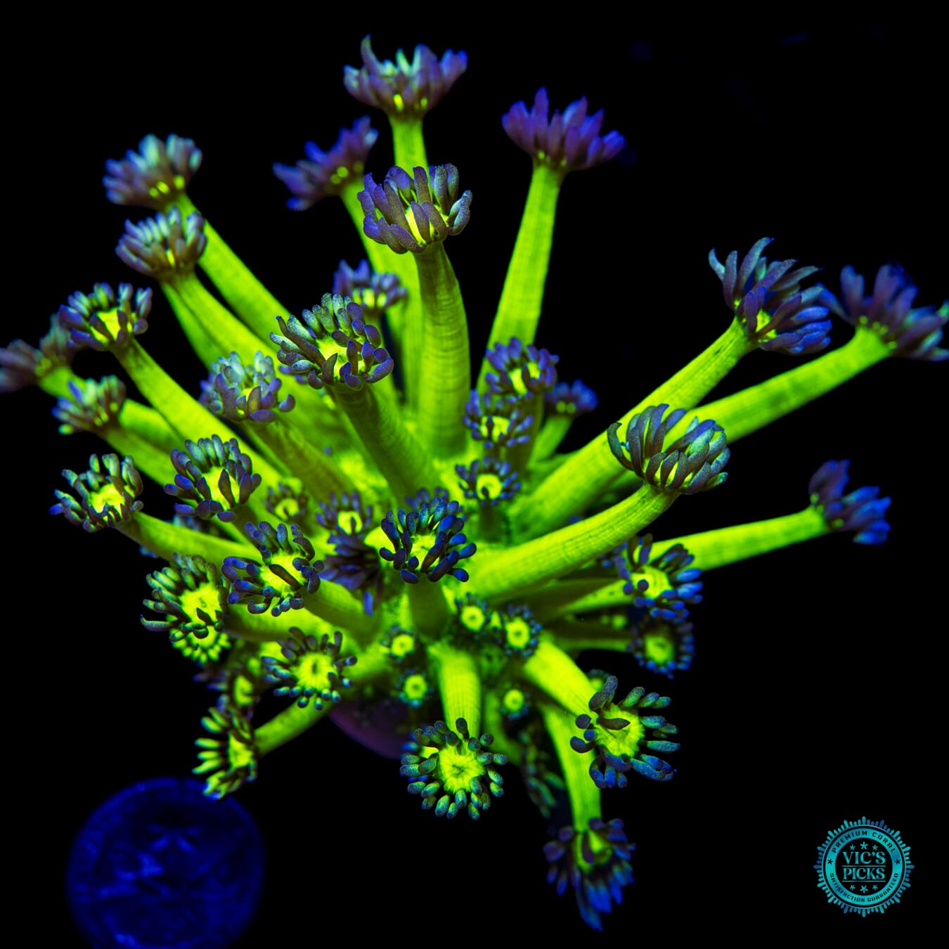 WWC Shadow Flame Goniopora - Daylight Photo