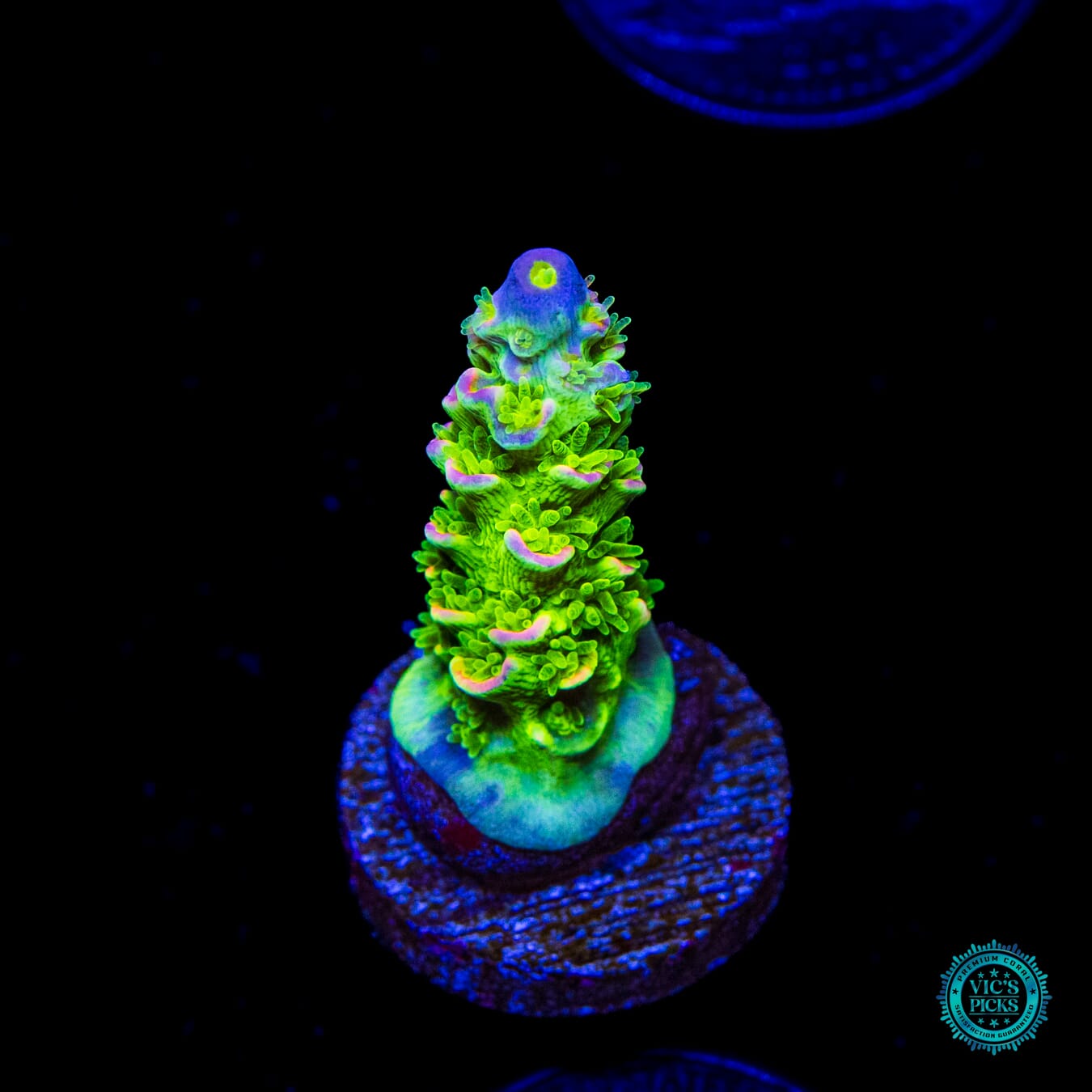 Jason Fox Homewrecker Tenuis Acropora - Daylight Photo