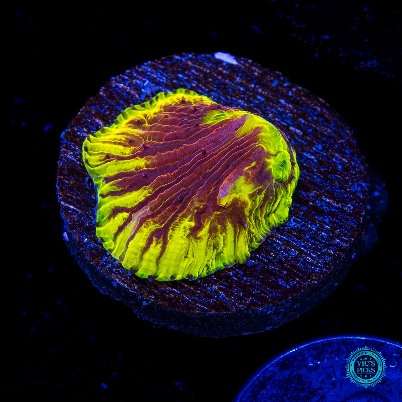 WWC Henchman Diaseris Plate - Daylight Photo