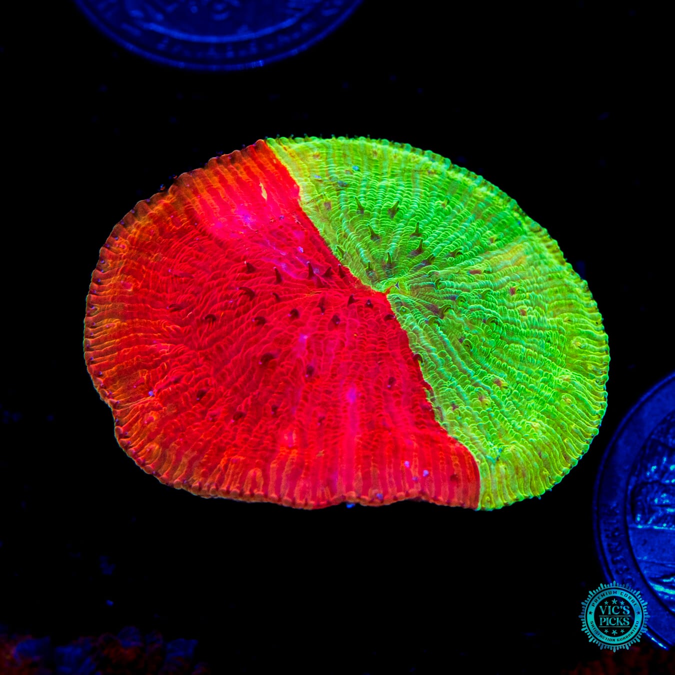 WWC Diablo Diaseris Plate - Daylight Photo