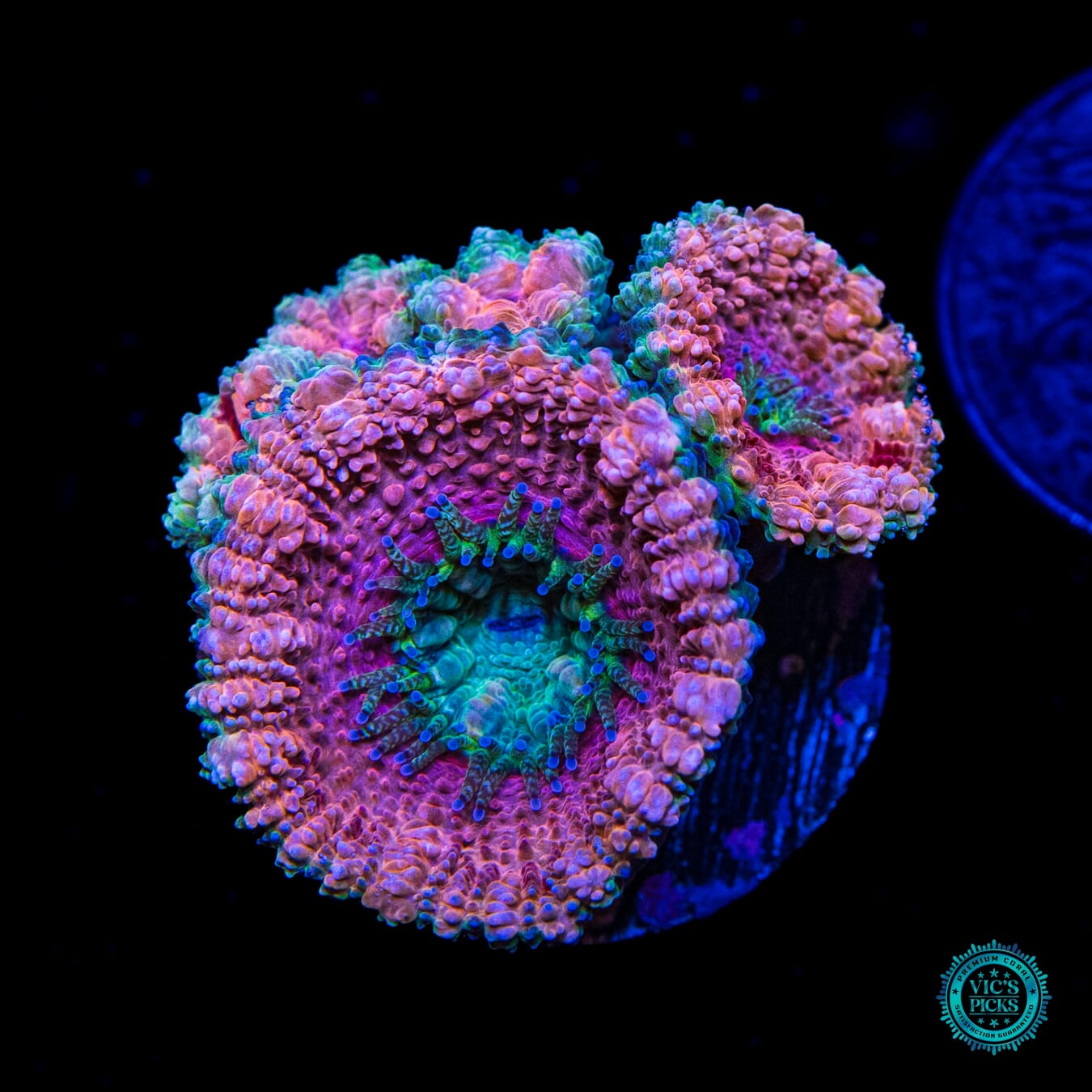 WWC Misty Rose Aussie Lord - Daylight Photo