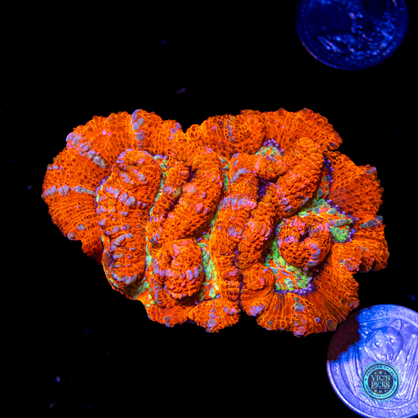 Tiger on Fire Symphyllia Wilsoni