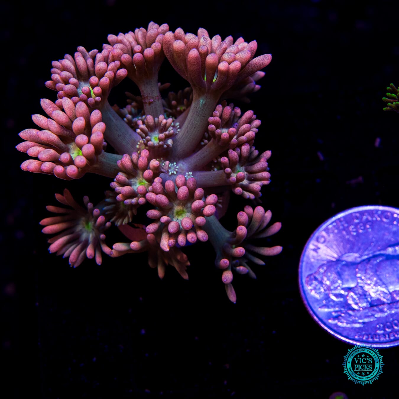 WWC Bay Watch Goniopora - Actinic Photo