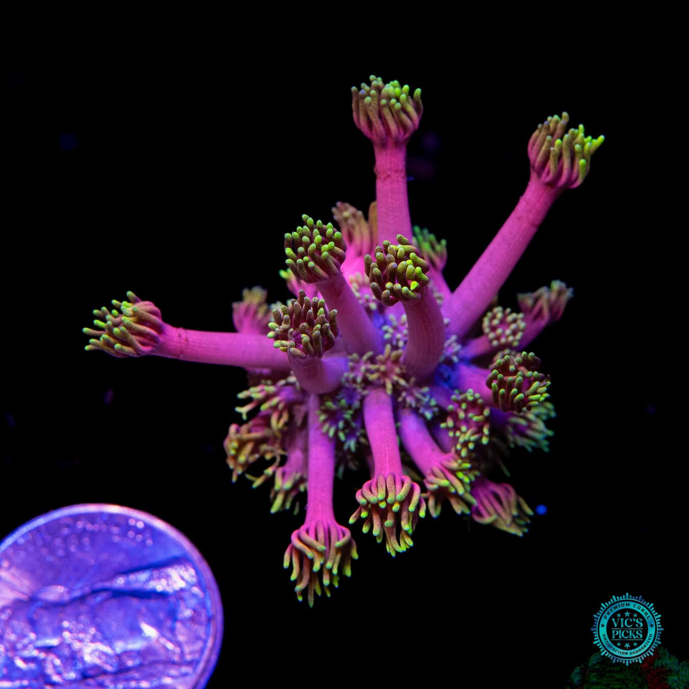 WWC Hollywood Nights Goniopora - Actinic Photo