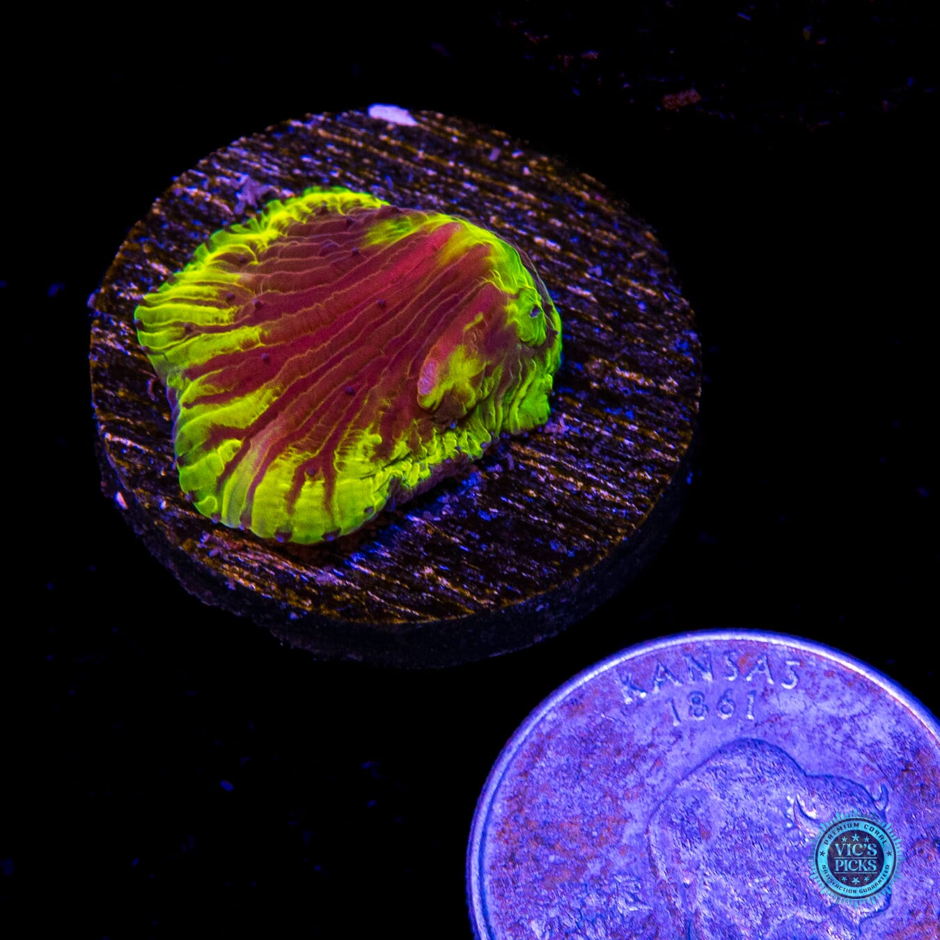 WWC Henchman Diaseris Plate - Actinic Photo