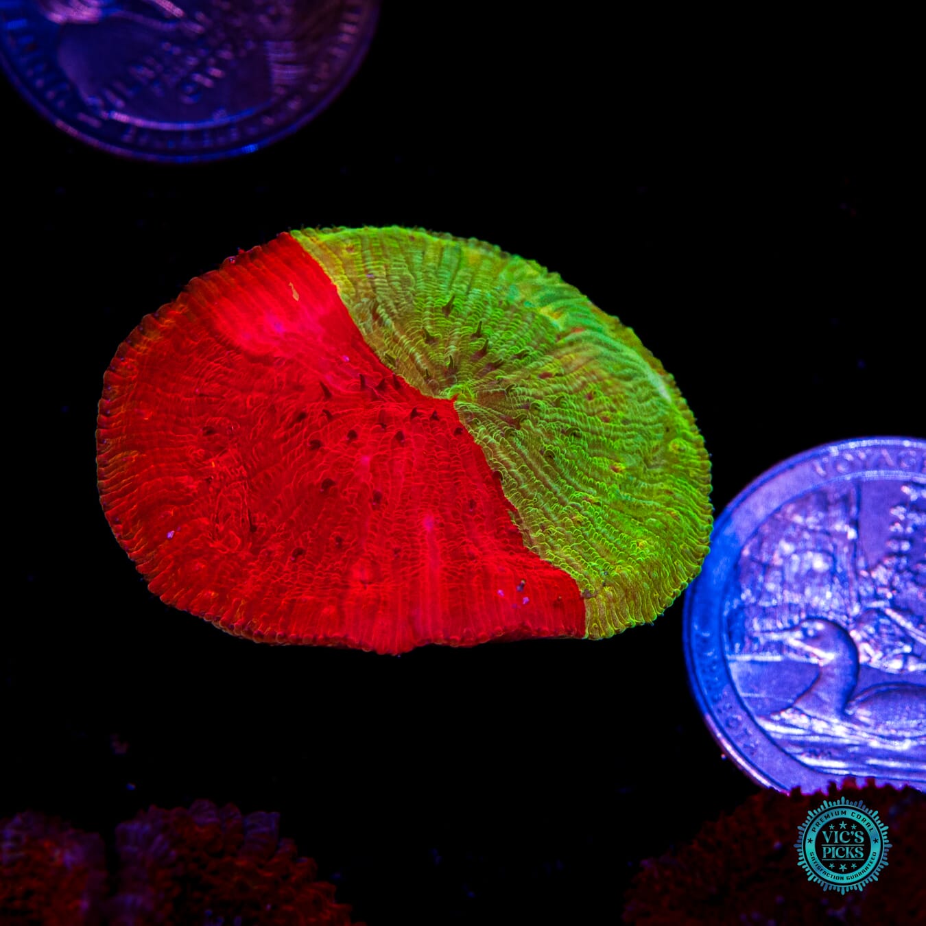 WWC Diablo Diaseris Plate - Actinic Photo