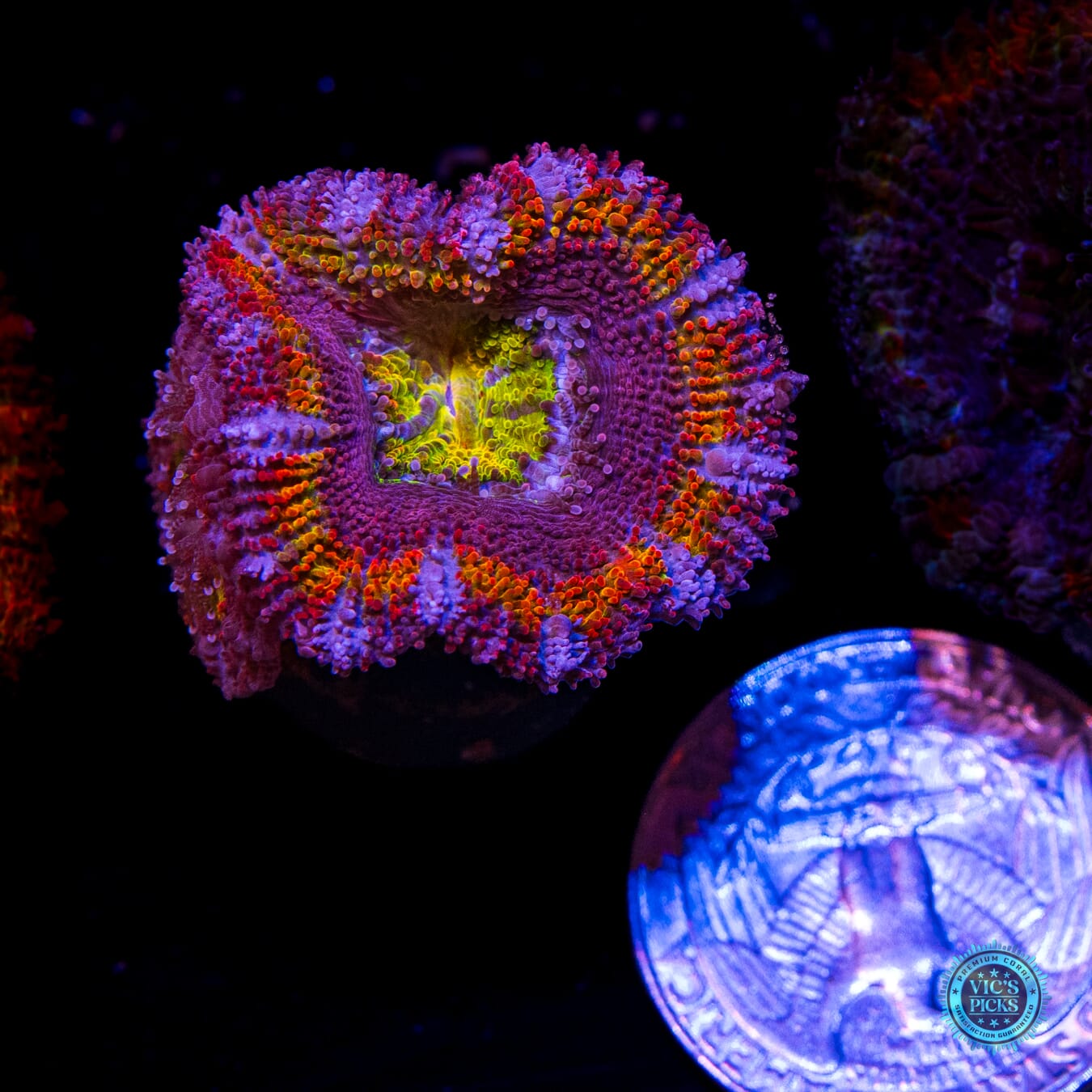 WWC Mystery Machine Aussie Lord - Actinic Photo