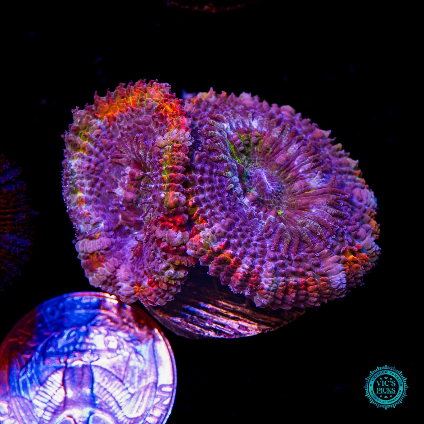 WWC Alchemist Rejuvenation Aussie Lord - Actinic Photo