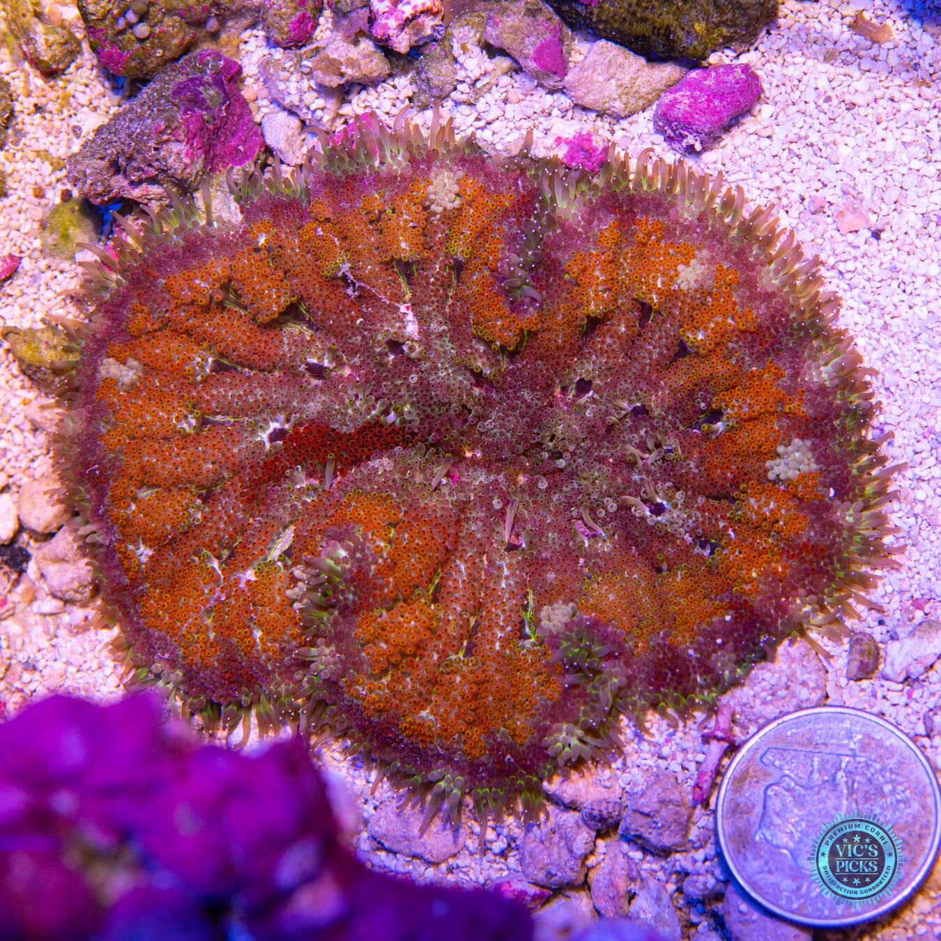 Secret to Immortality Mini Maxi Anemone - Actinic Photo