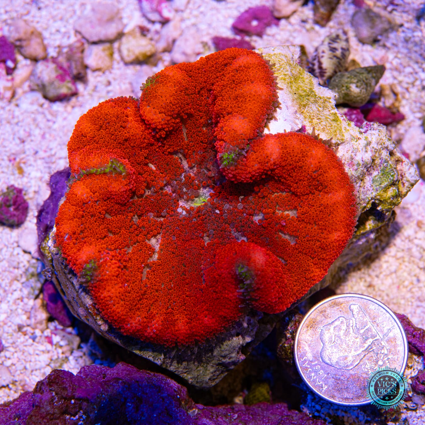 Real Scorcher Mini Maxi Anemone - Actinic Photo