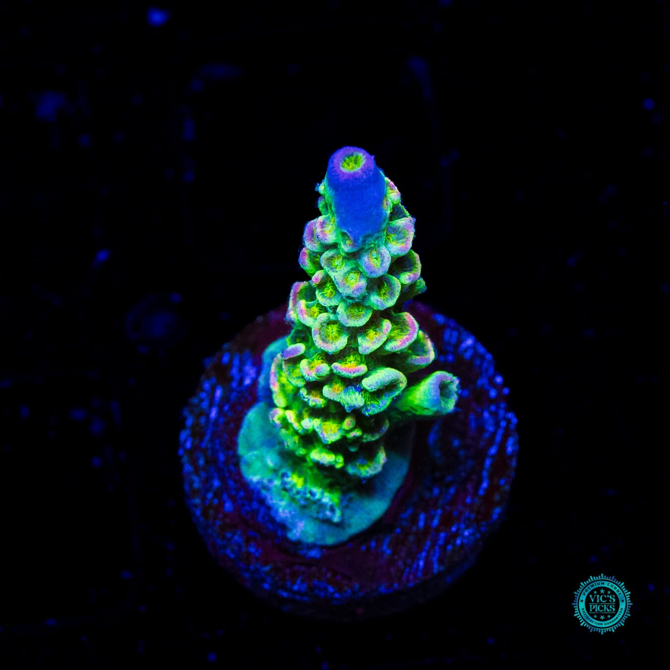 Jason Fox Homewrecker Tenuis Acropora - Daylight Photo