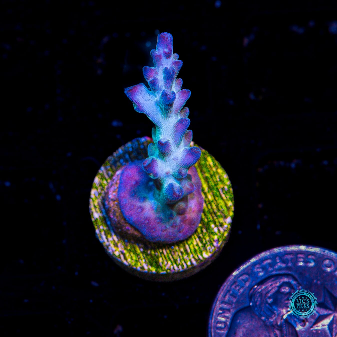 ORA Pearlberry Acropora - Actinic Photo