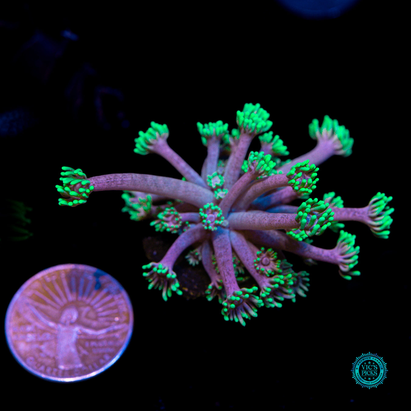 WWC Hail Hydra Goniopora
