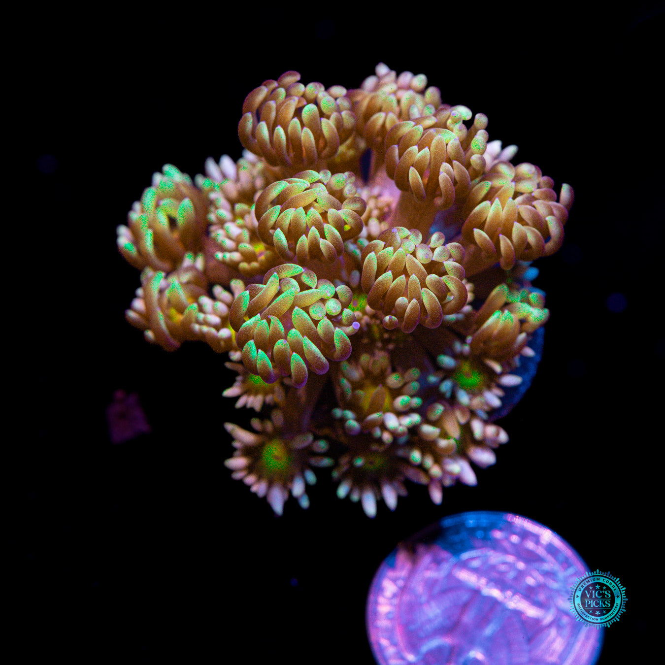 WWC Lemon Head Goniopora