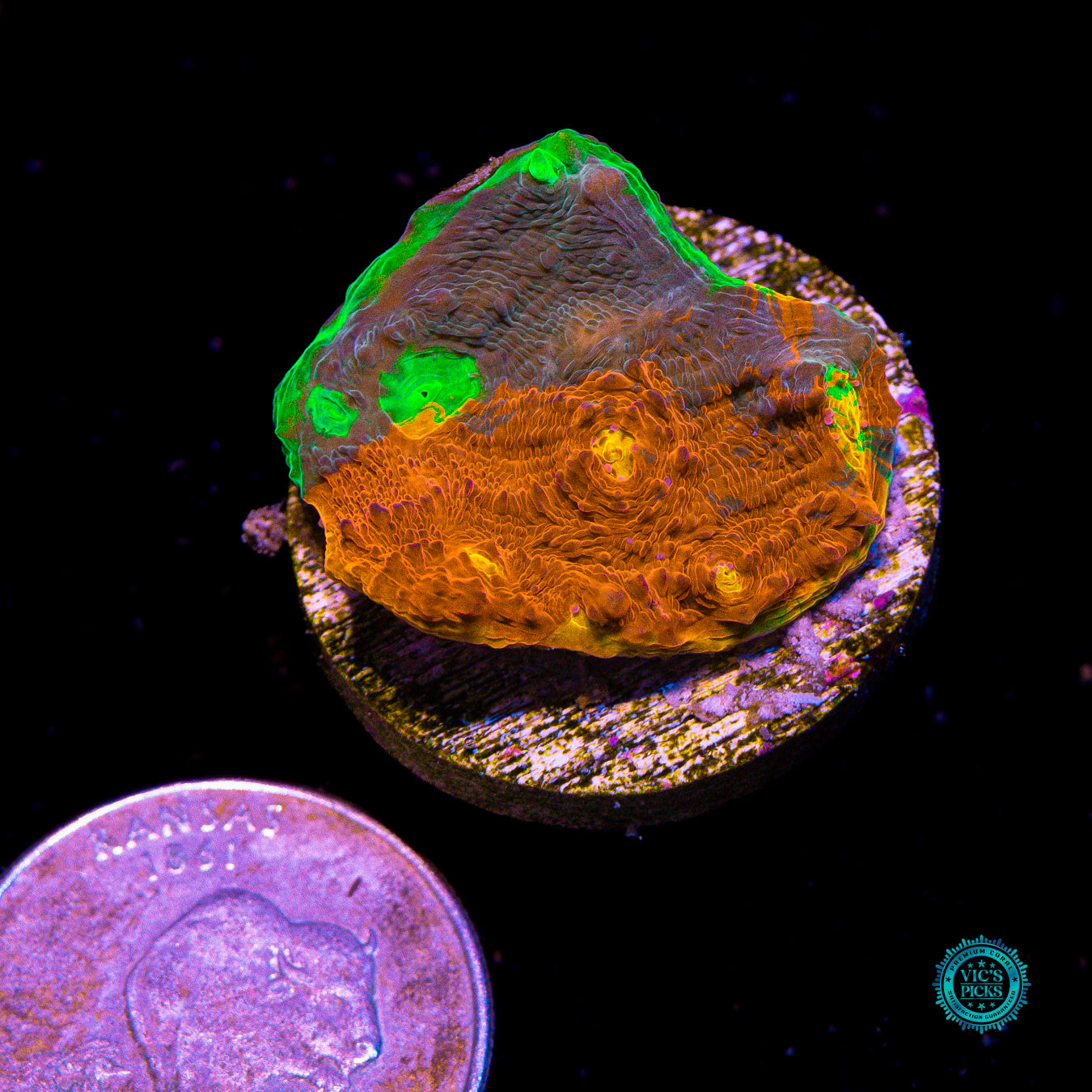 WWC Masterpiece Rainbow Chalice