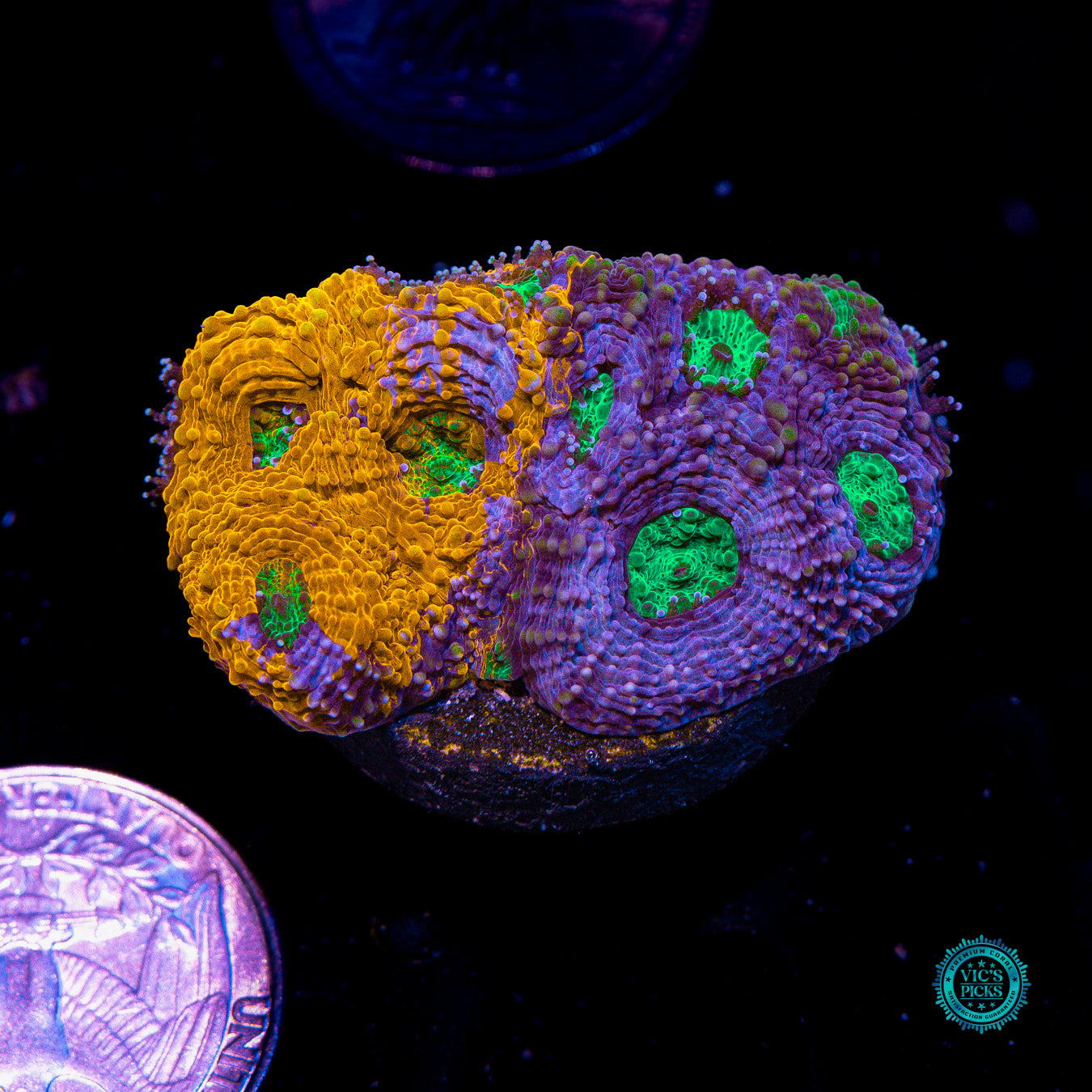 WWC Mango Tango Echinata