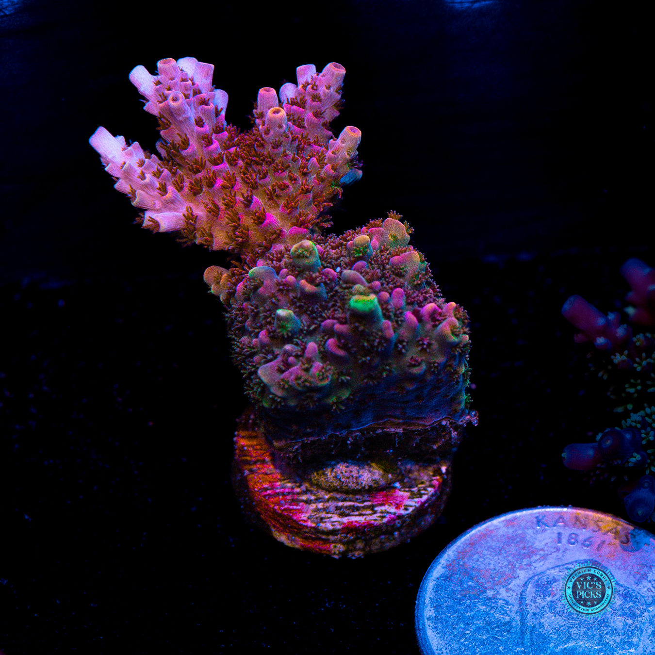 WWC Man of Steel Acropora