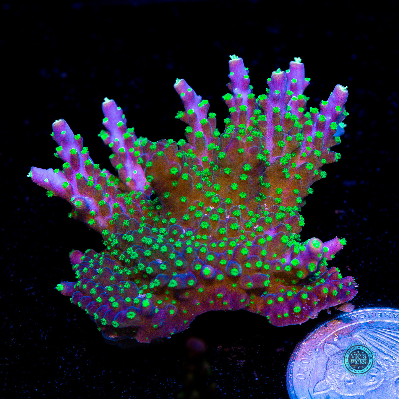 WWC Blueberry Fields Acropora