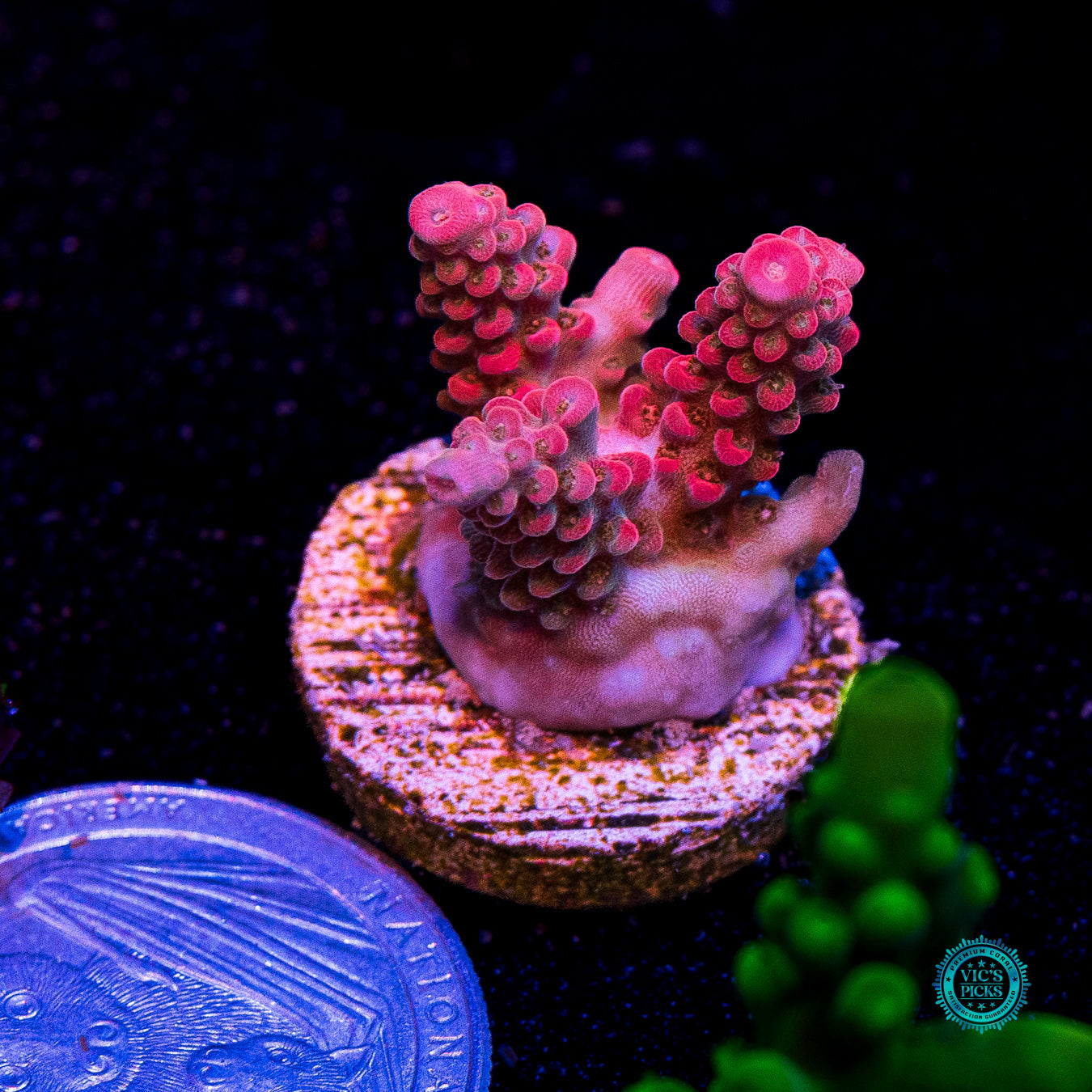 WWC Pantera Rosa Acropora