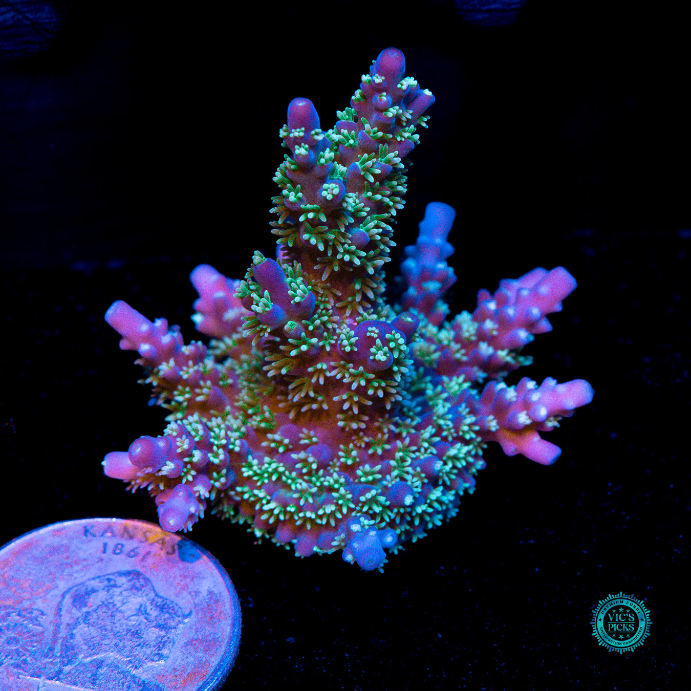Zimmerman's Blue Horrida Acropora