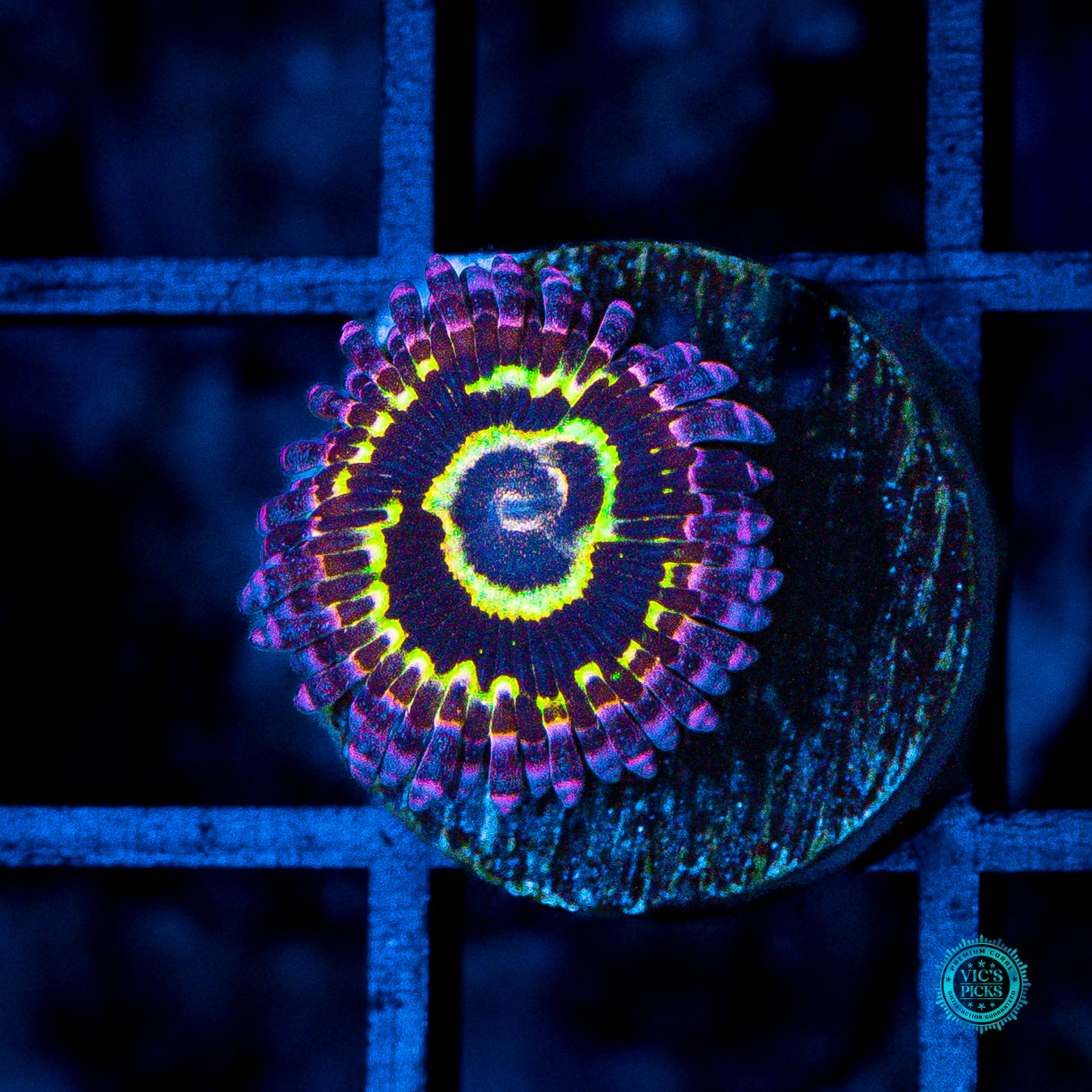 Stratosphere Zoanthid