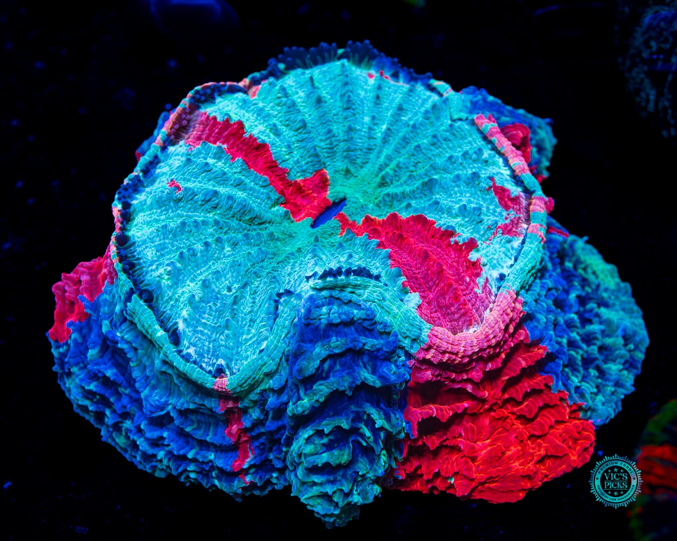 Frozen Tundra Acanthophyllia - Daylight Photo