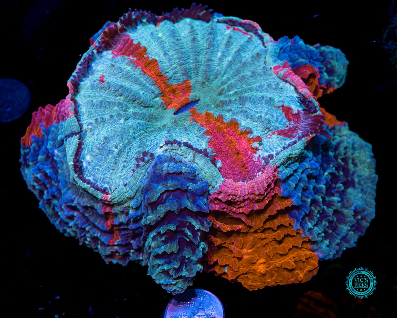 Frozen Tundra Acanthophyllia - Actinic Photo