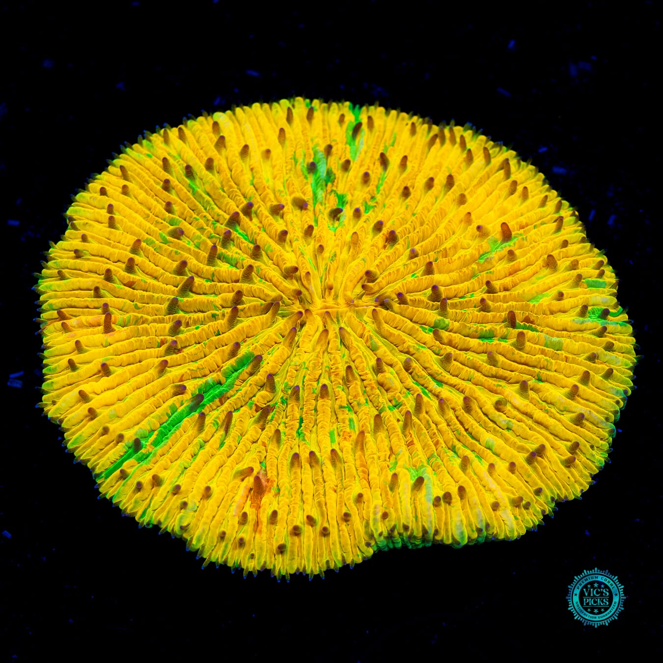 Chain Lightning Plate - Daylight Photo