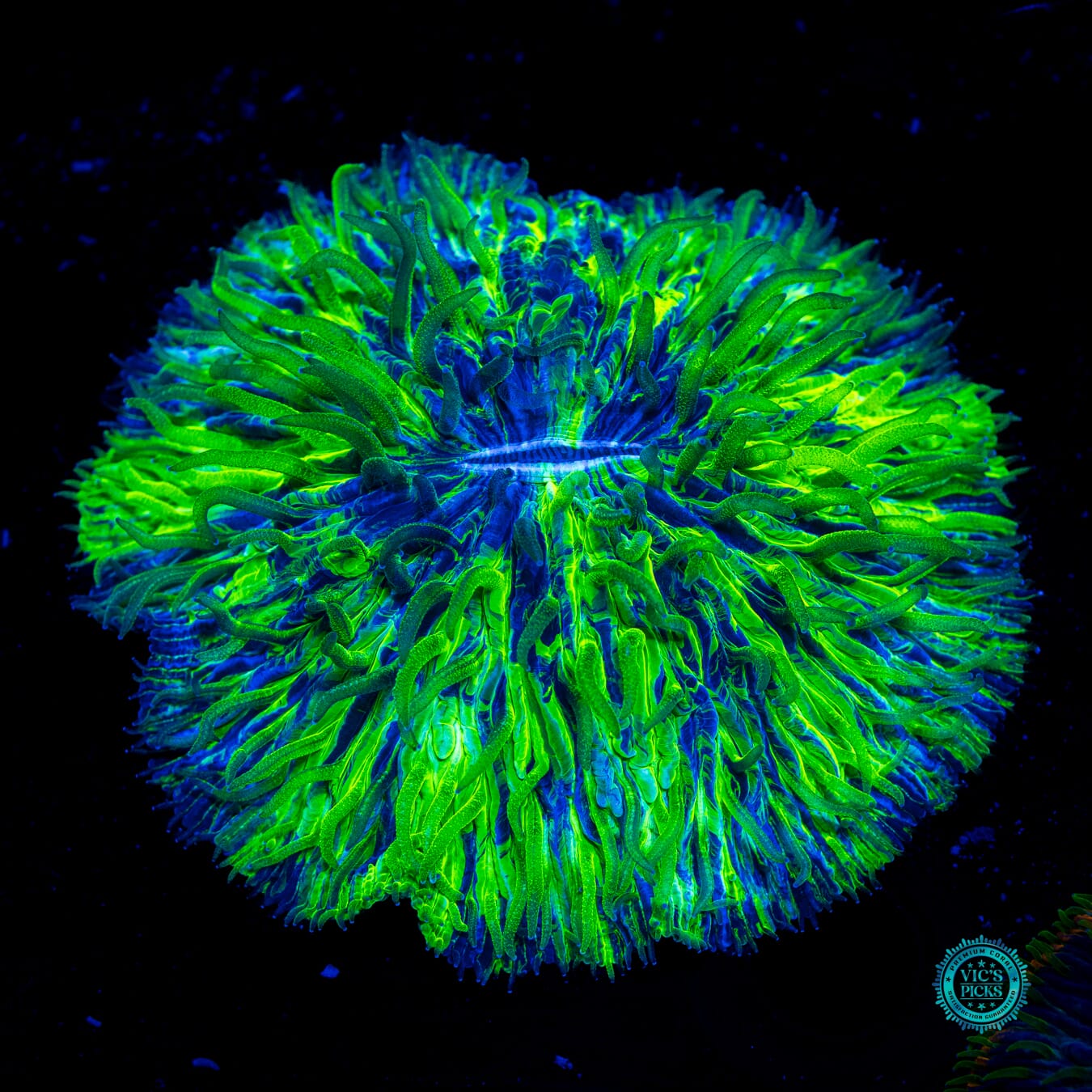 Kryptonite Plate - Daylight Photo