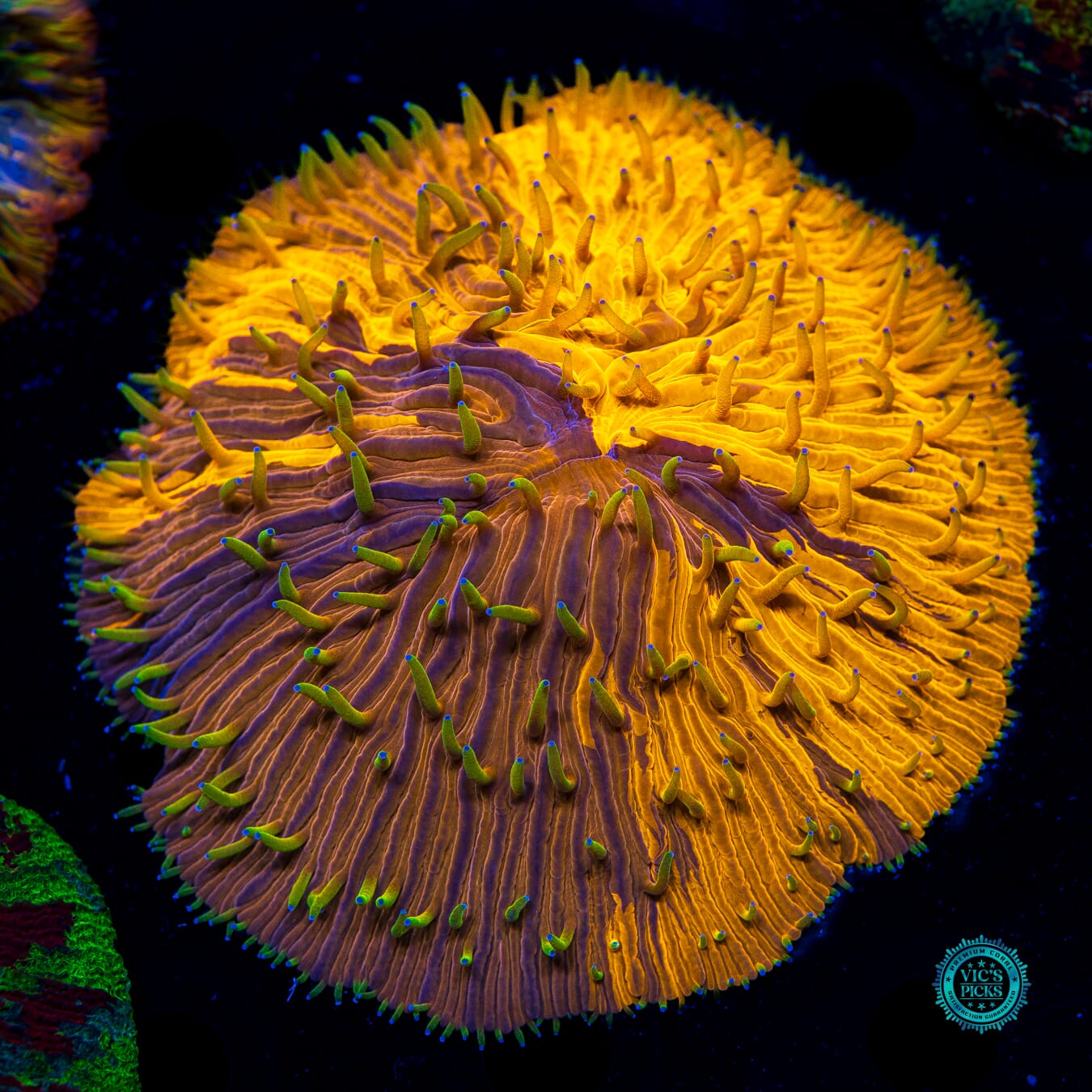 Oil Spill Plate - Daylight Photo