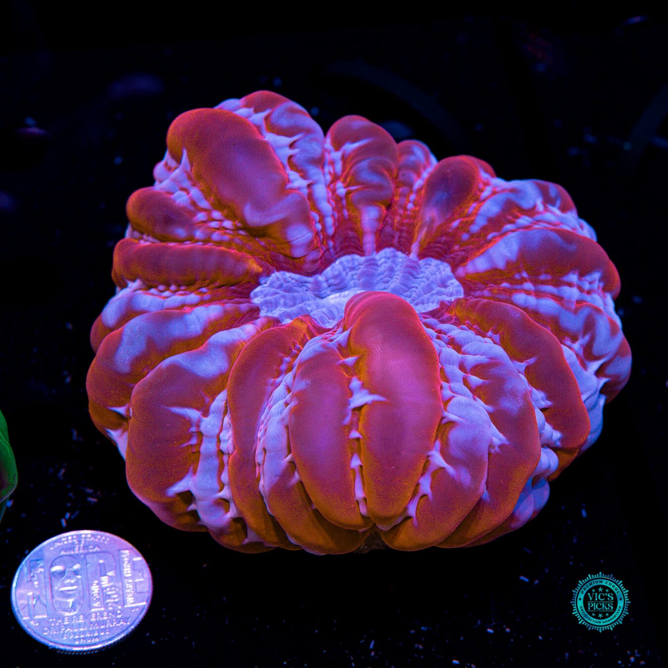 Frozen Ruby Cynarina - Actinic Photo
