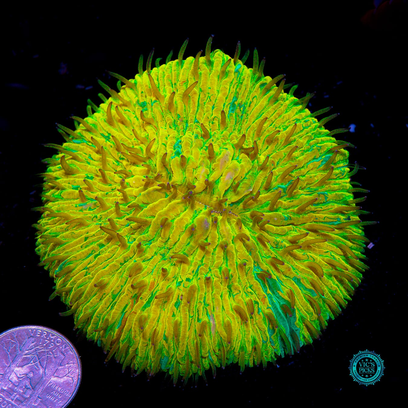 Unrelenting Storm Plate - Actinic Photo