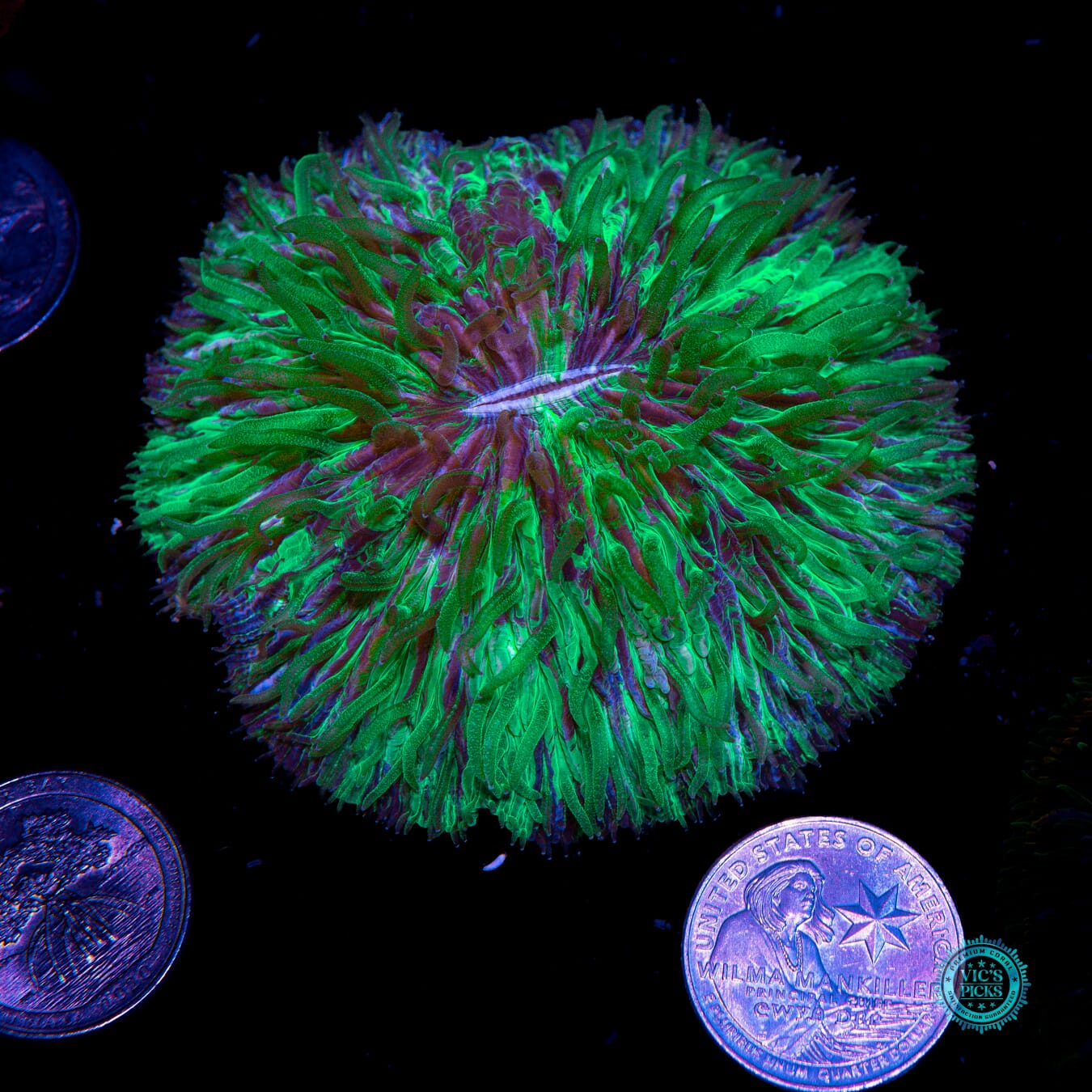 Kryptonite Plate - Actinic Photo