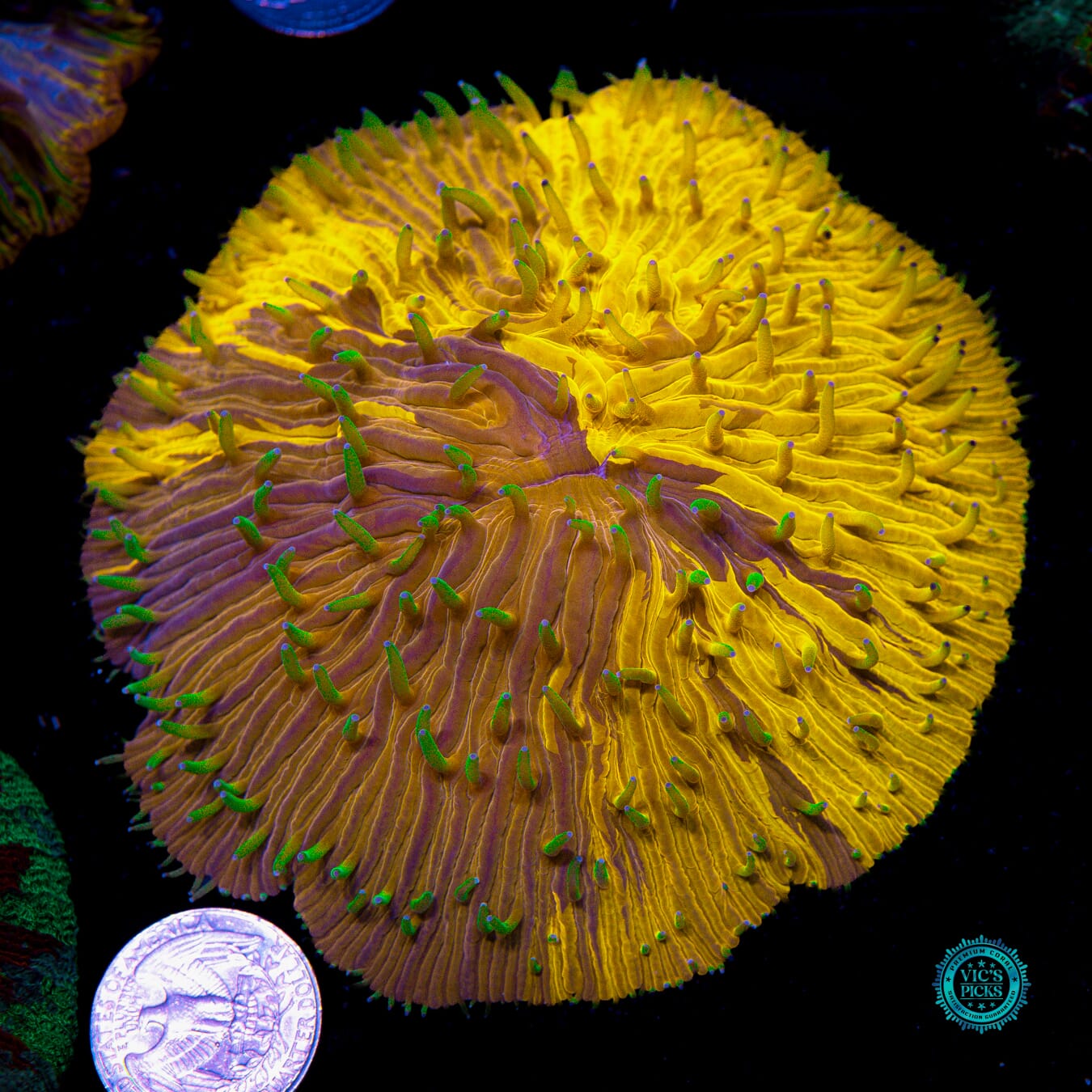 Oil Spill Plate - Actinic Photo