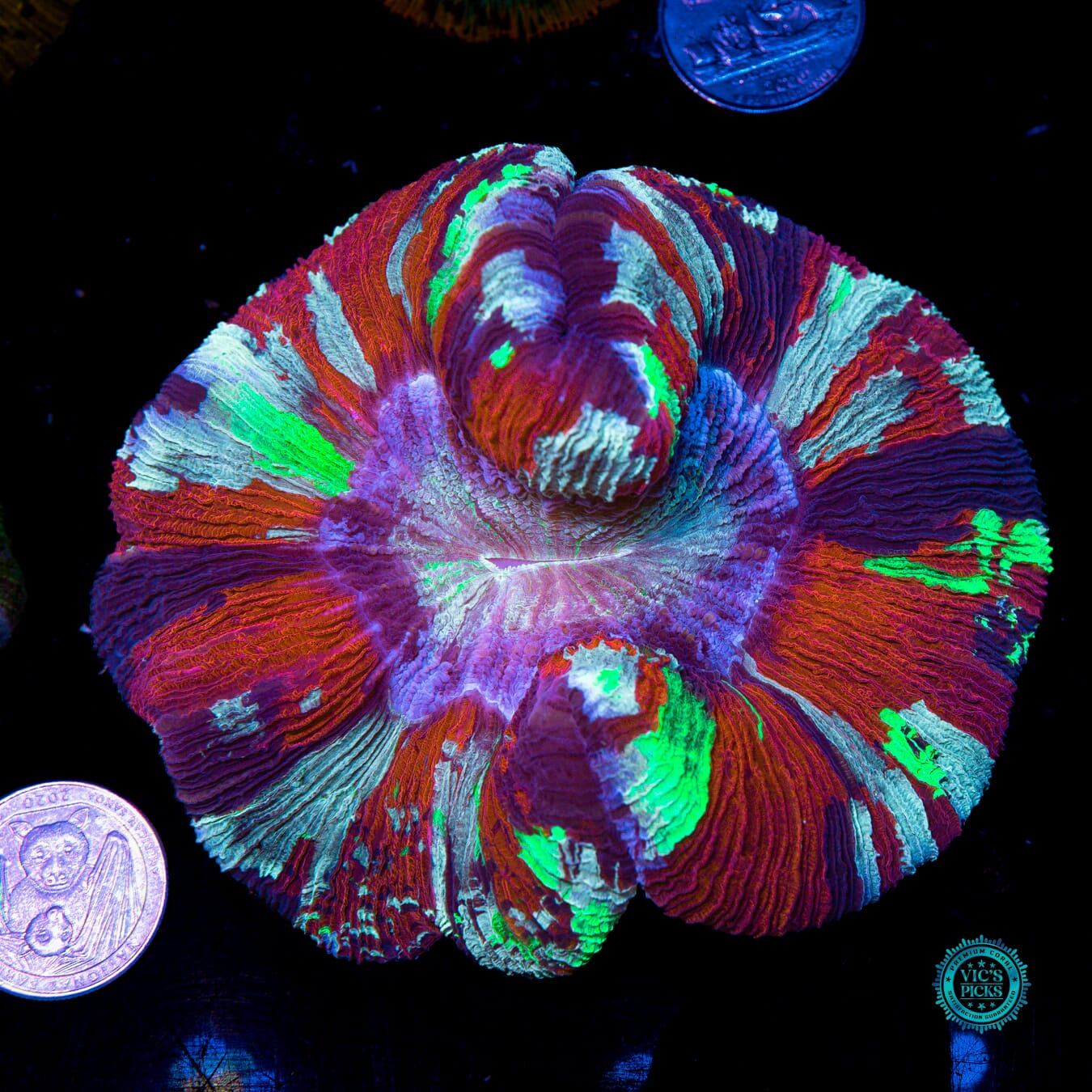 Dreamstate Trachyphyllia - Actinic Photo