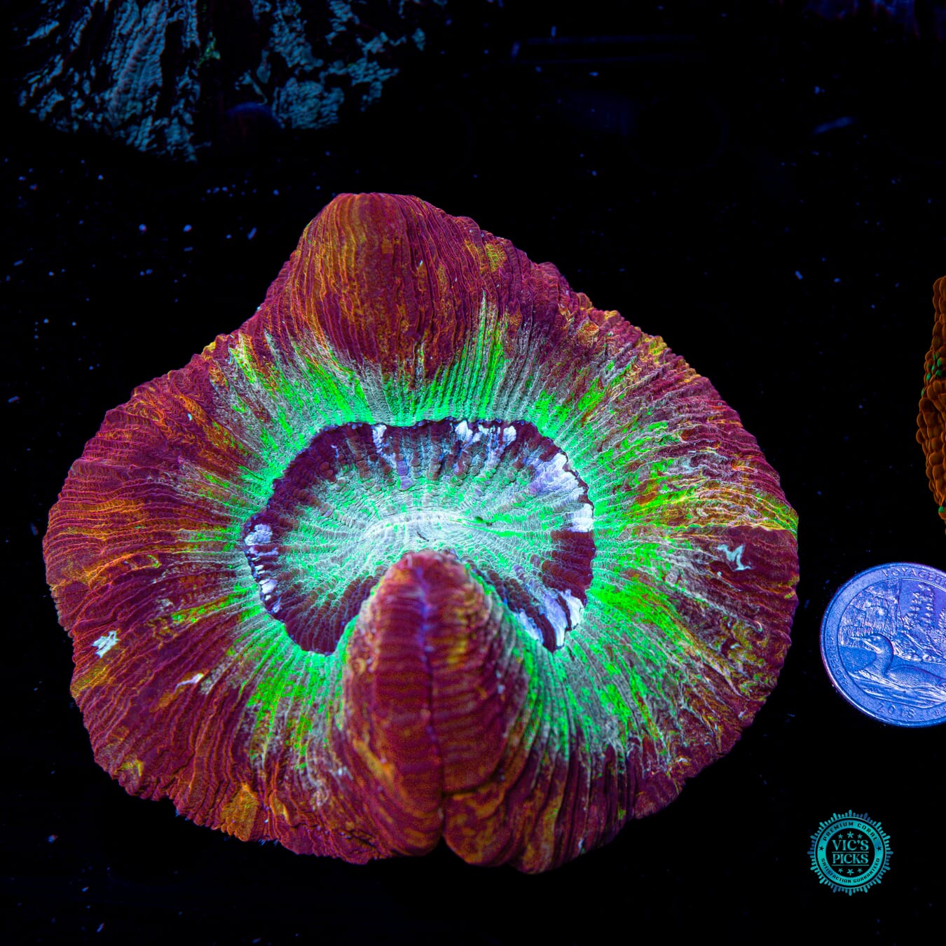Intensity Trachyphyllia - Actinic Photo