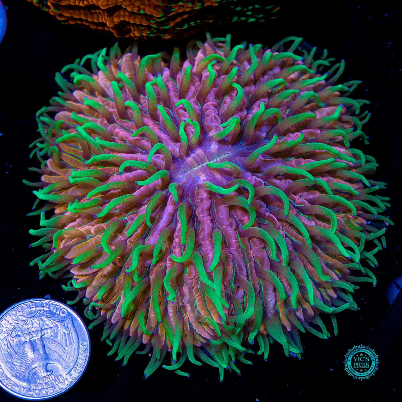 Pink Pony Plate - Actinic Photo