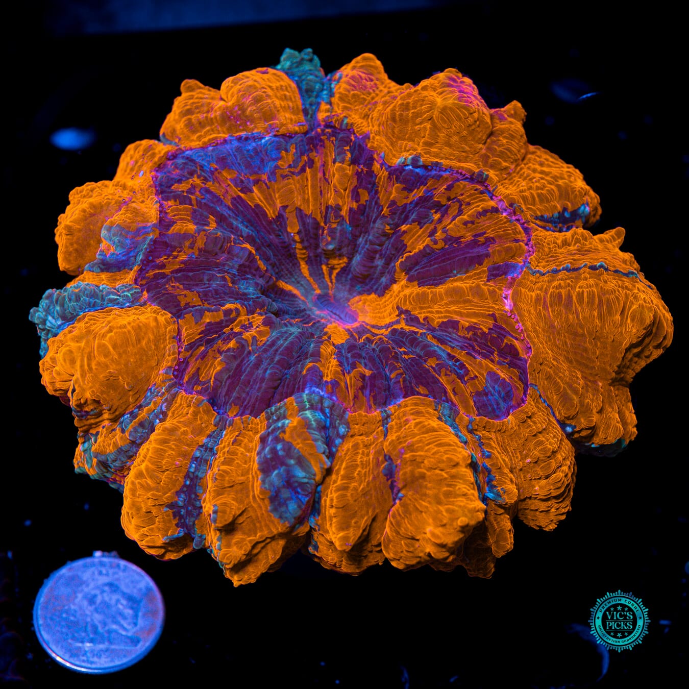 Firestorm Acanthophyllia - Actinic Photo