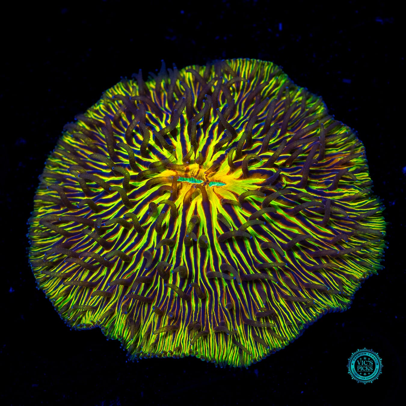 Thunderwave Plate - Daylight Photo